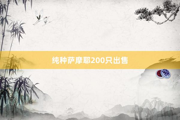 纯种萨摩耶200只出售